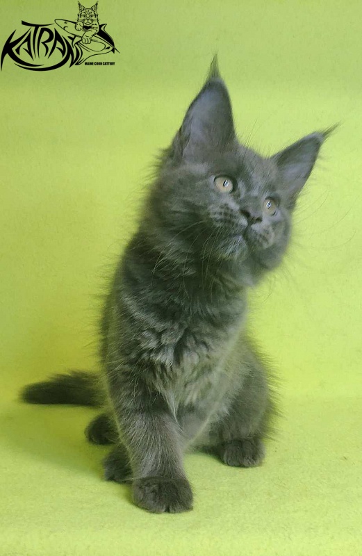 Katran Jessica Jay - Kitten maine-coon 2 months 2 weeks