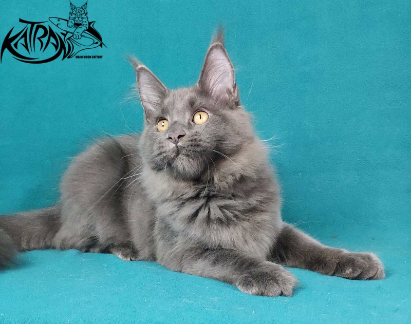 Katran Jessica Jay - Kitten maine-coon 4.5 months