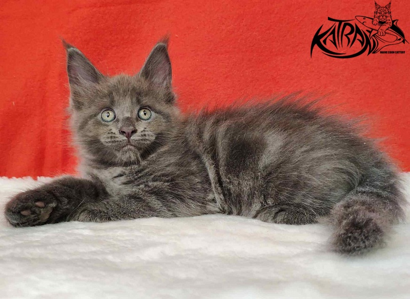 Katran Jessica Jay - Kitten maine-coon 1 month 3 weeks
