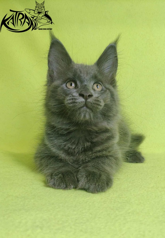 Katran Jessica Jay - Kitten maine-coon 2 months 2 weeks