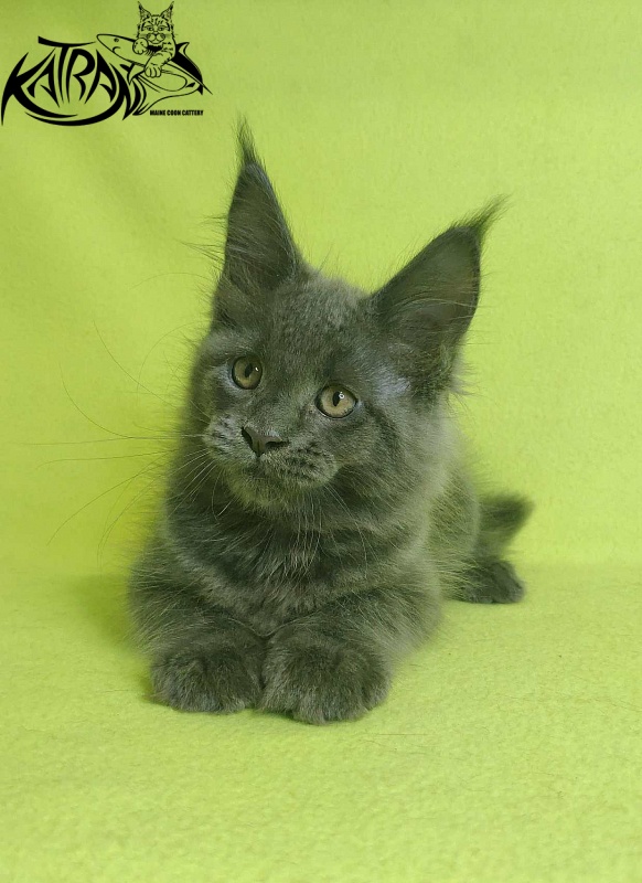 Katran Jessica Jay - Kitten maine-coon 2 months 2 weeks