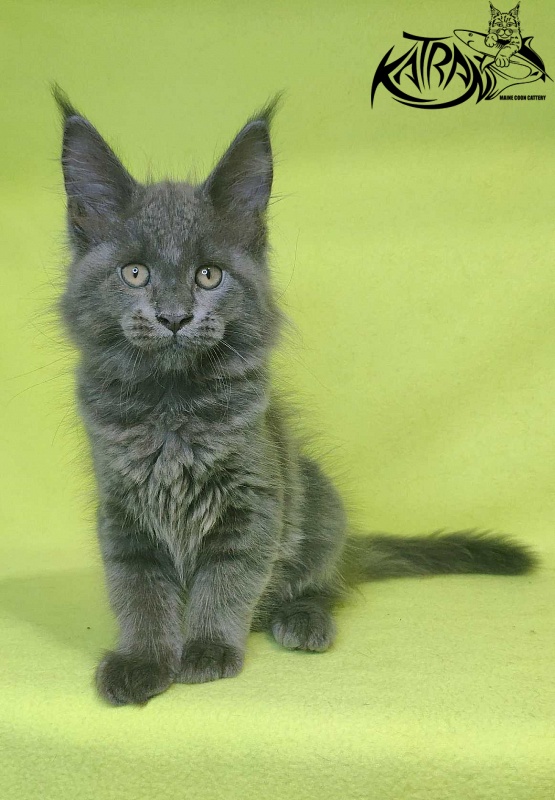 Katran Jessica Jay - Kitten maine-coon 2 months 2 weeks