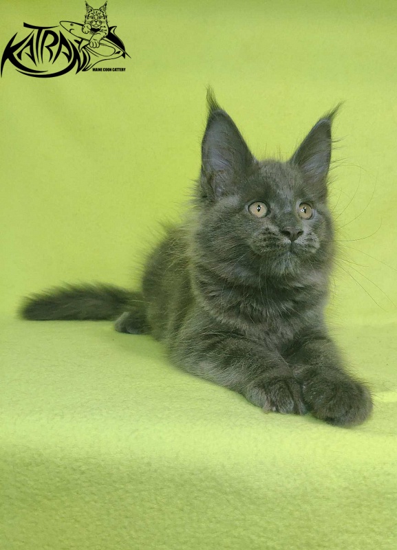 Katran Jessica Jay - Kitten maine-coon 2 months 2 weeks