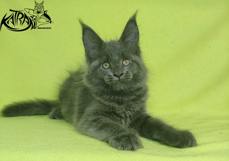 Katran Jessica Jay - Kitten maine-coon 2 months 2 weeks