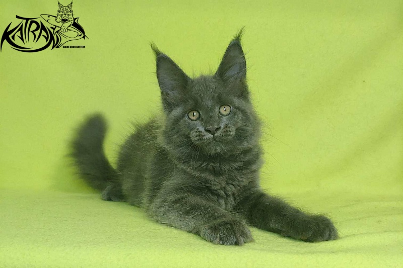 Katran Jessica Jay - Kitten maine-coon 2 months 2 weeks