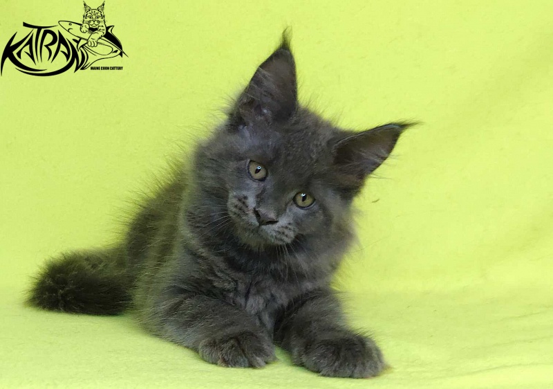 Katran Jessica Jay - Kitten maine-coon 2 months 2 weeks