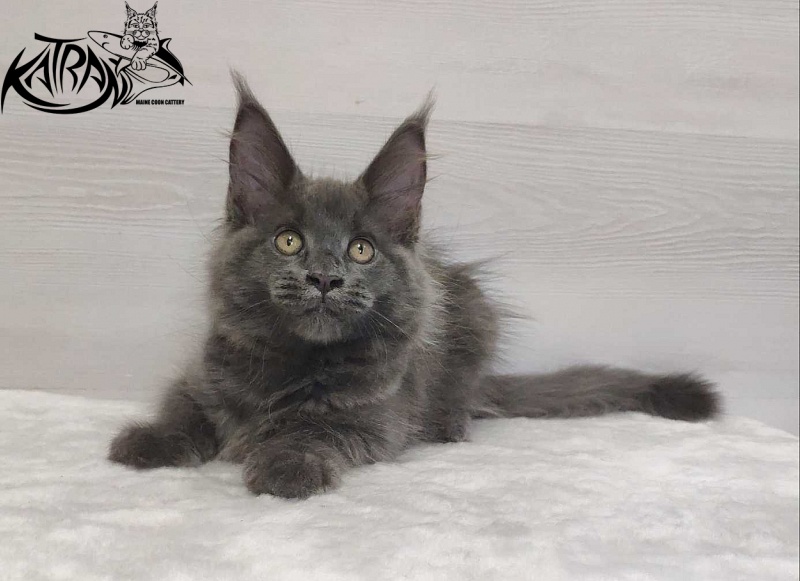 Katran Jessica Jay - Kitten maine-coon 3 months