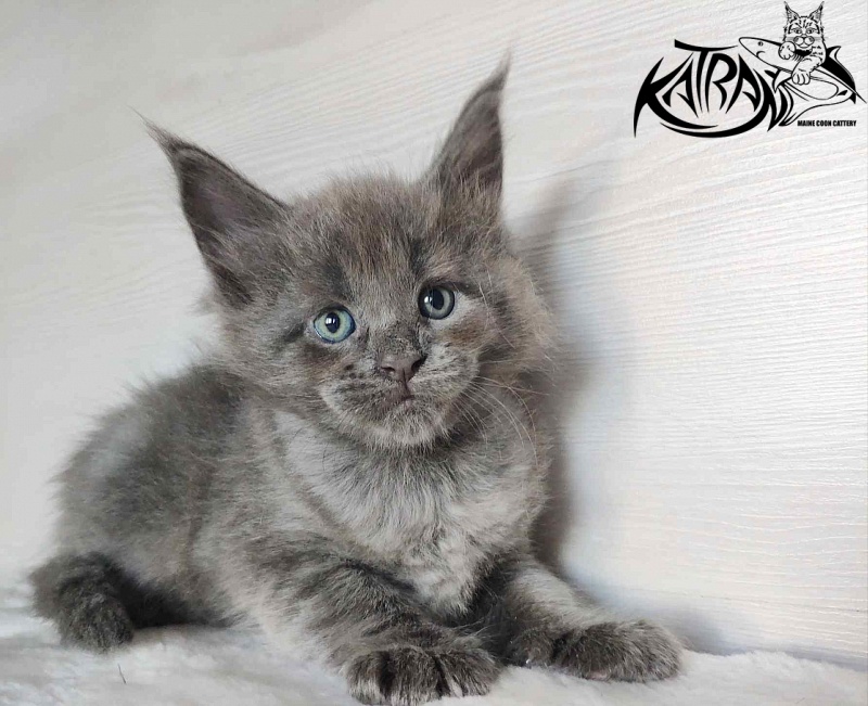 Katran Jessica Jay - Kitten maine-coon 1 month