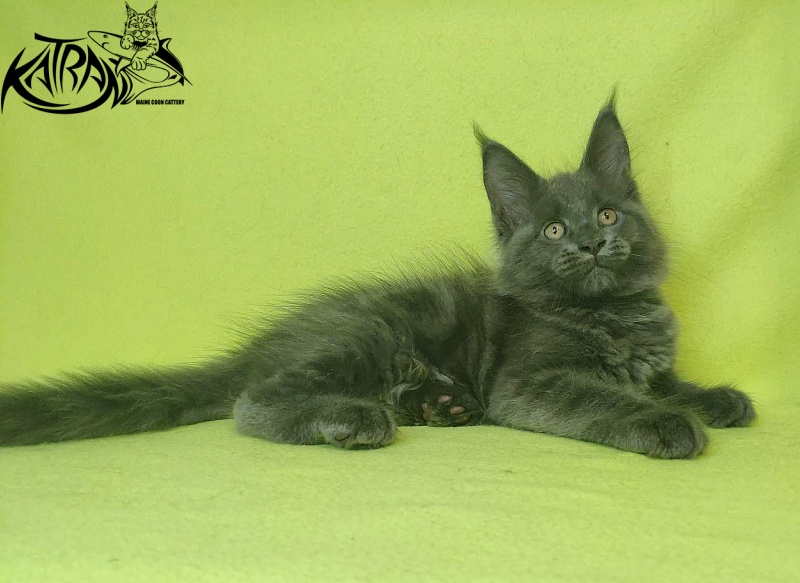 Katran Jessica Jay - Kitten maine-coon 2 months 2 weeks