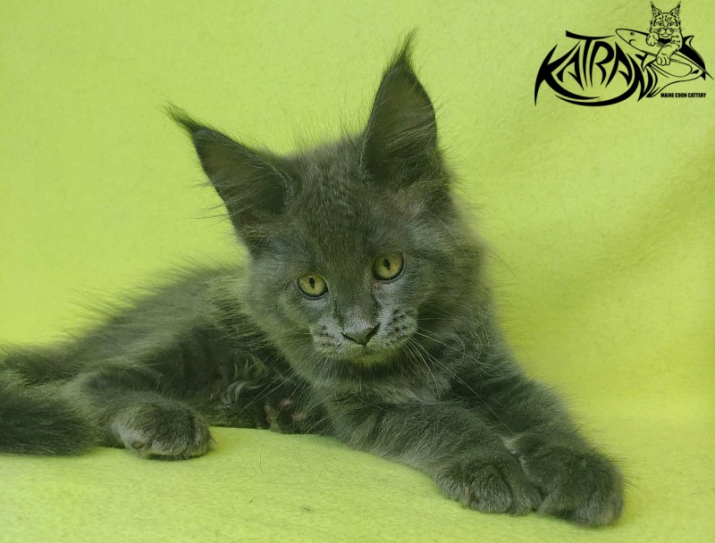 Katran Jessica Jay - Kitten maine-coon 2 months 2 weeks