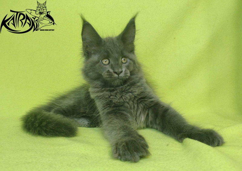 Katran Jessica Jay - Kitten maine-coon 2 months 2 weeks