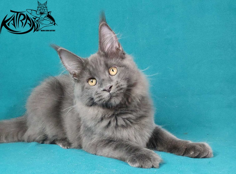 Katran Jessica Jay - Kitten maine-coon 4.5 months