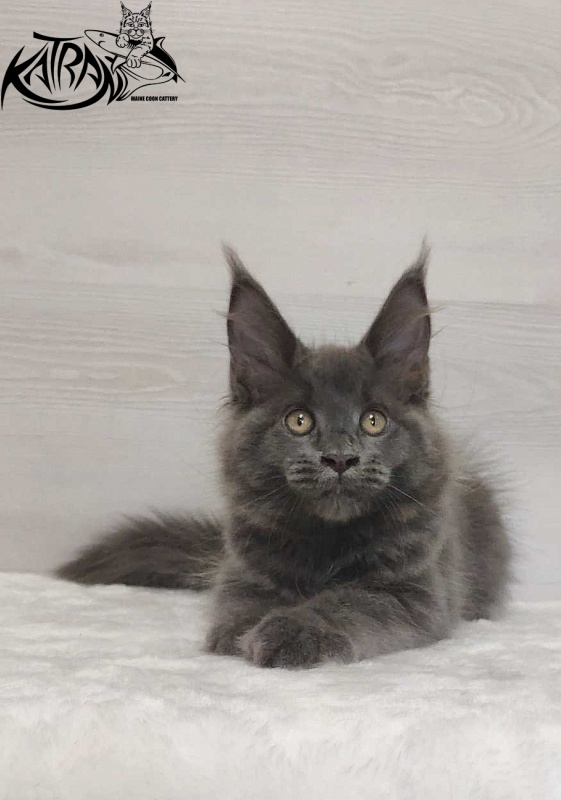 Katran Jessica Jay - Kitten maine-coon 3 months