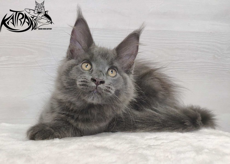 Katran Jessica Jay - Kitten maine-coon 3 months