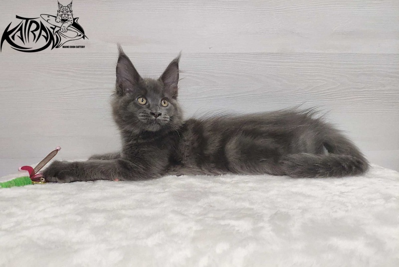 Katran Jessica Jay - Kitten maine-coon 3 months