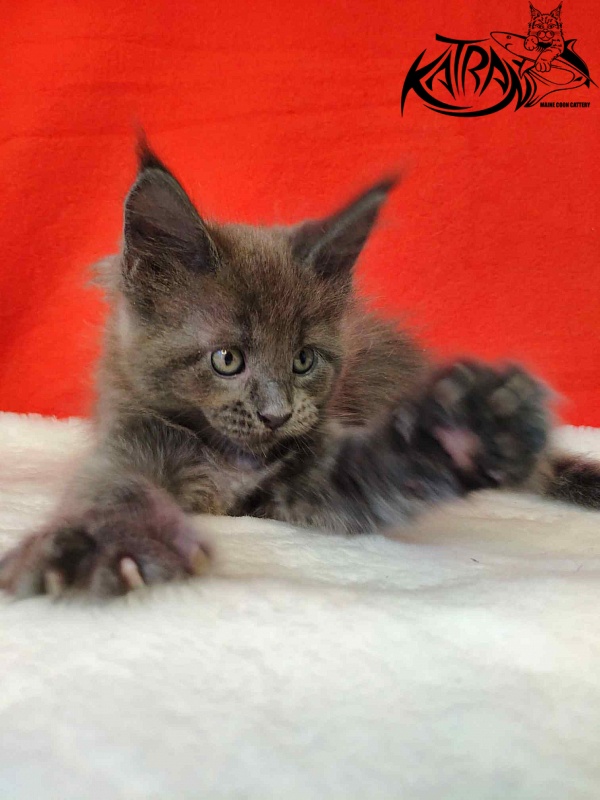 Katran Jessica Jay - Kitten maine-coon 1 month 3 weeks