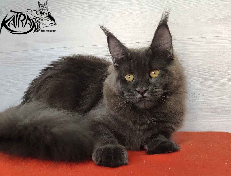 Katran Jessica Jay - Junior maine-coon 7 months