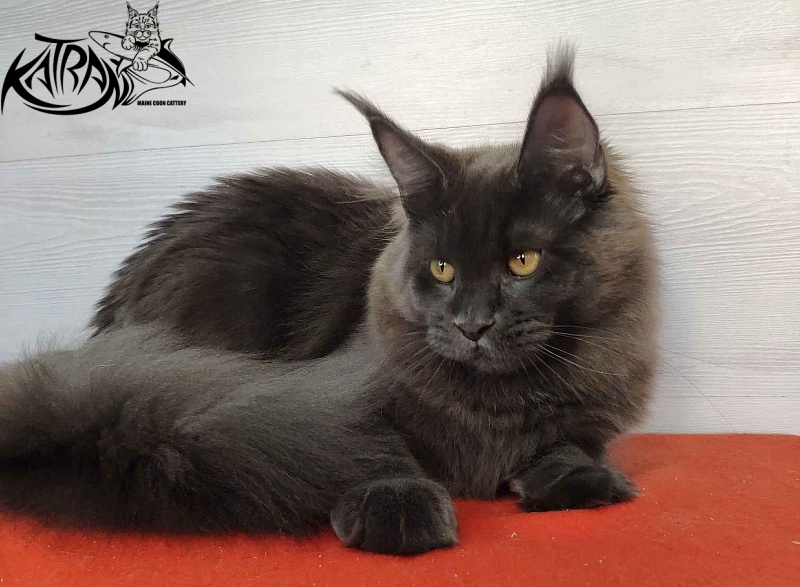 Katran Jessica Jay - Junior maine-coon 7 months