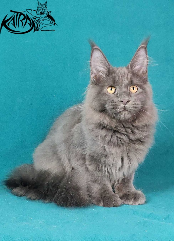 Katran Jessica Jay - Kitten maine-coon 4.5 months