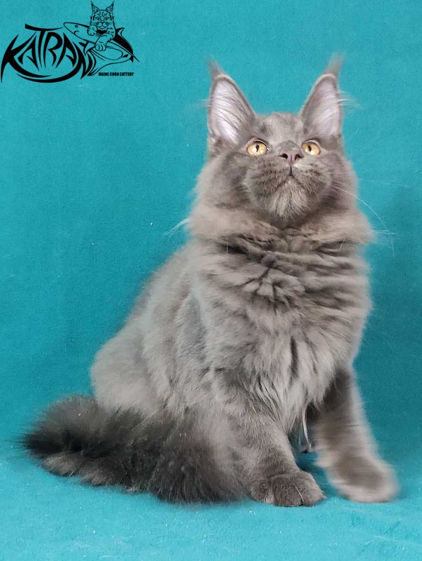 Katran Jessica Jay - Kitten maine-coon 4.5 months