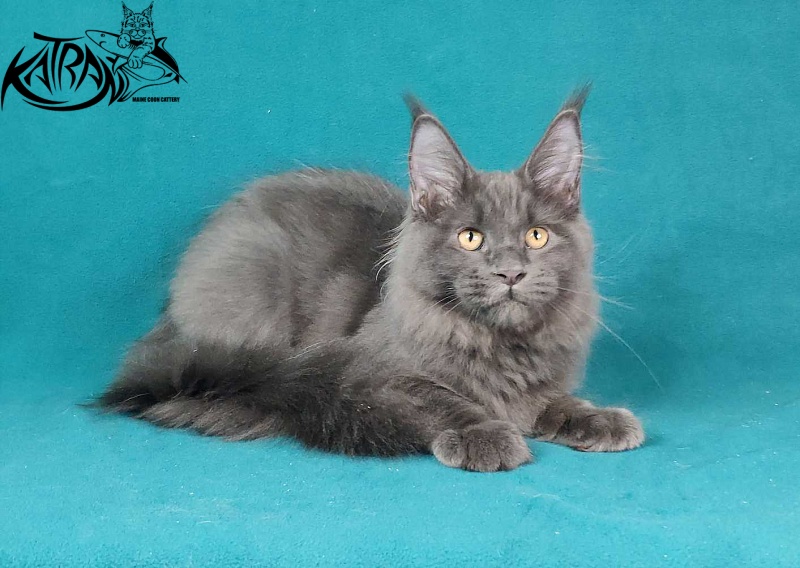 Katran Jessica Jay - Kitten maine-coon 4.5 months
