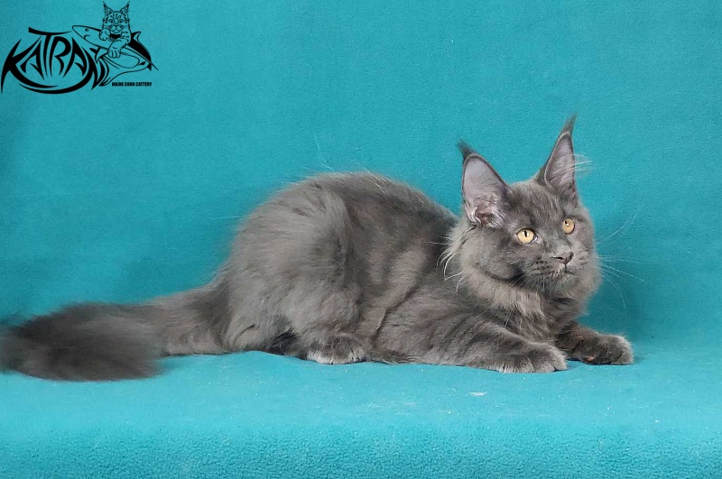 Katran Jessica Jay - Kitten maine-coon 4.5 months