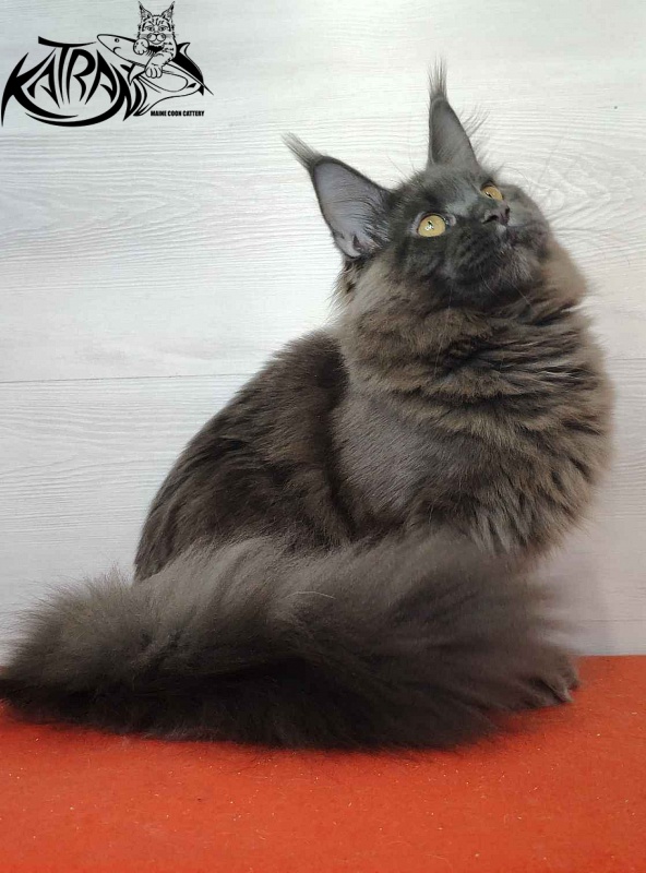 Katran Jessica Jay - Junior maine-coon 7 months