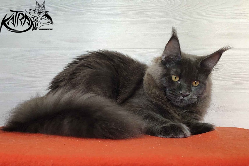 Katran Jessica Jay - Junior maine-coon 7 months