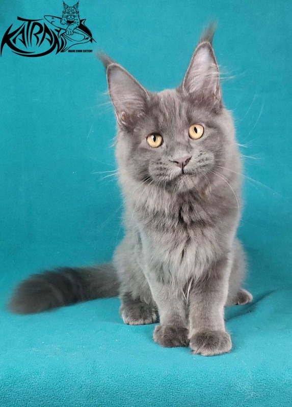 Katran Jessica Jay - Kitten maine-coon 4.5 months