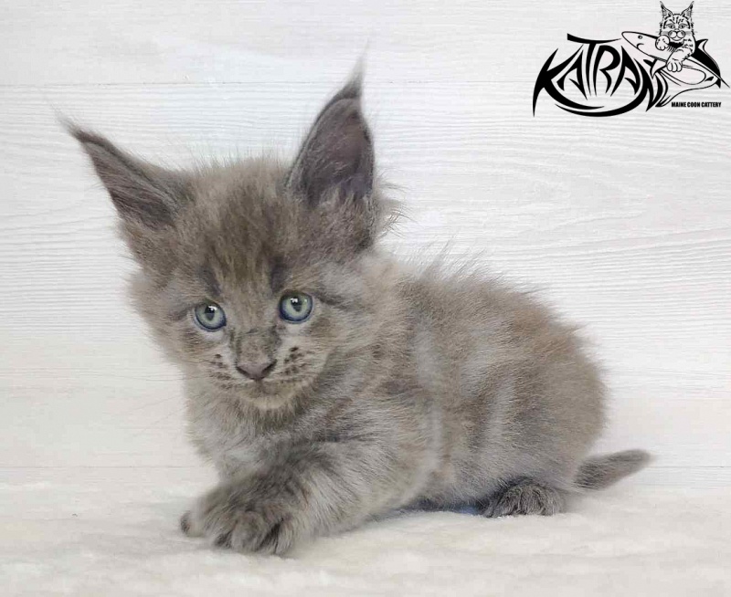 Katran Jessica Jay - Kitten maine-coon 1 month