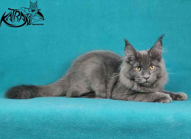 Katran Jessica Jay - Kitten maine-coon 4.5 months