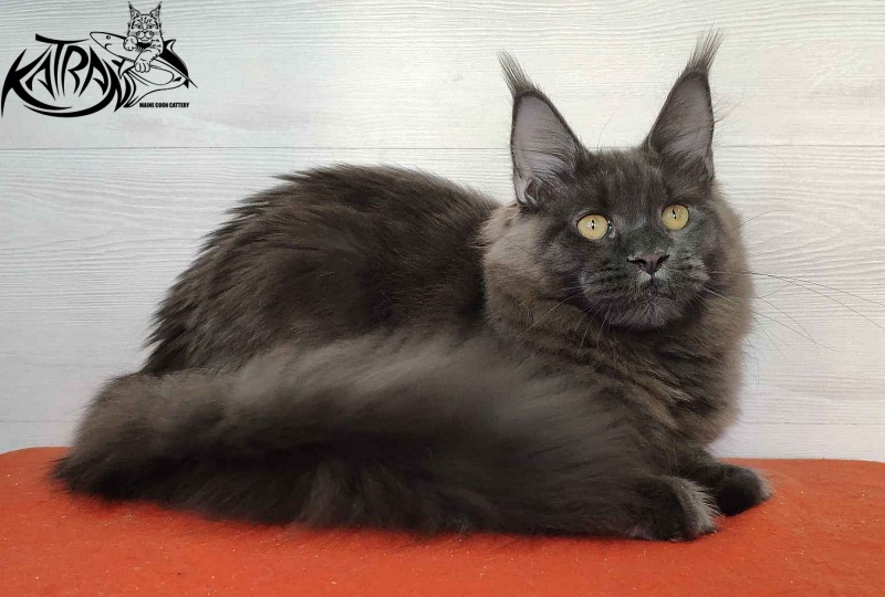 Katran Jessica Jay - Junior maine-coon 7 months