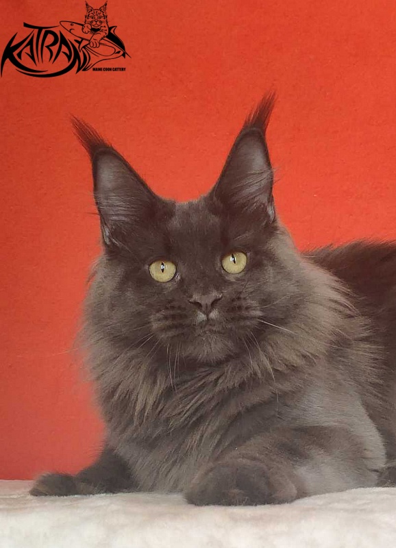 Katran Jessica Jay - Adult maine-coon 1 year