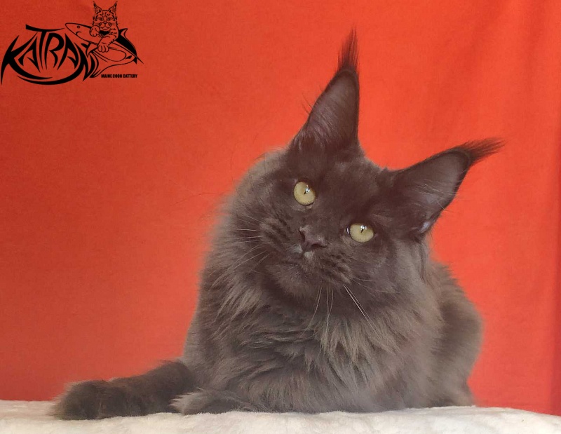 Katran Jessica Jay - Adult maine-coon 1 year