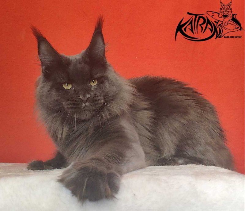 Katran Jessica Jay - Adult maine-coon 1 year