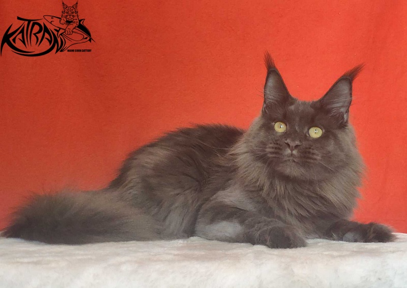 Katran Jessica Jay - Adult maine-coon 1 year