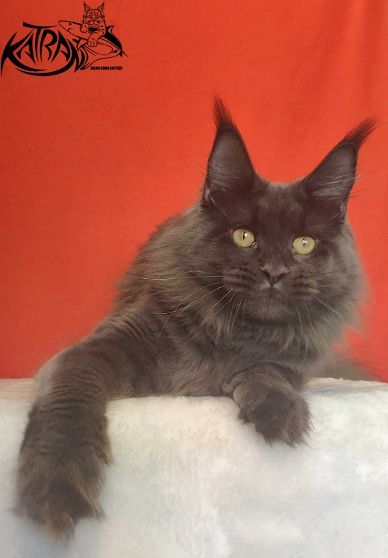 Katran Jessica Jay - Adult maine-coon 1 year