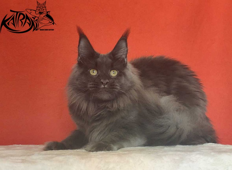 Katran Jessica Jay - Adult maine-coon 1 year