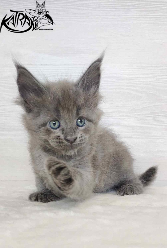 Katran Jessica Jay - Kitten maine-coon 1 month