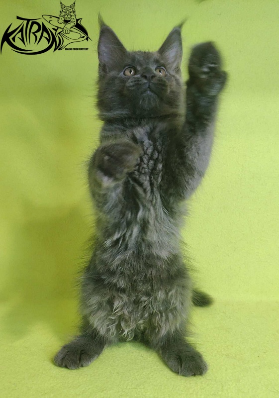 Katran Jessica Jay - Kitten maine-coon 2 months 2 weeks