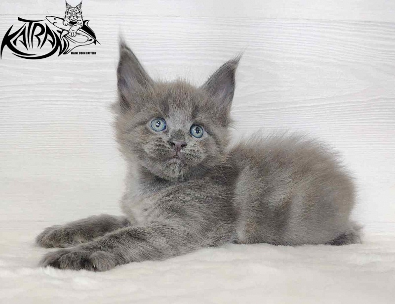 Katran Jessica Jay - Kitten maine-coon 1 month