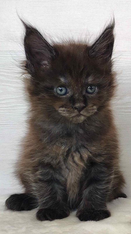 Katran Jackie - Кошеня мейн-кун 1 місяць