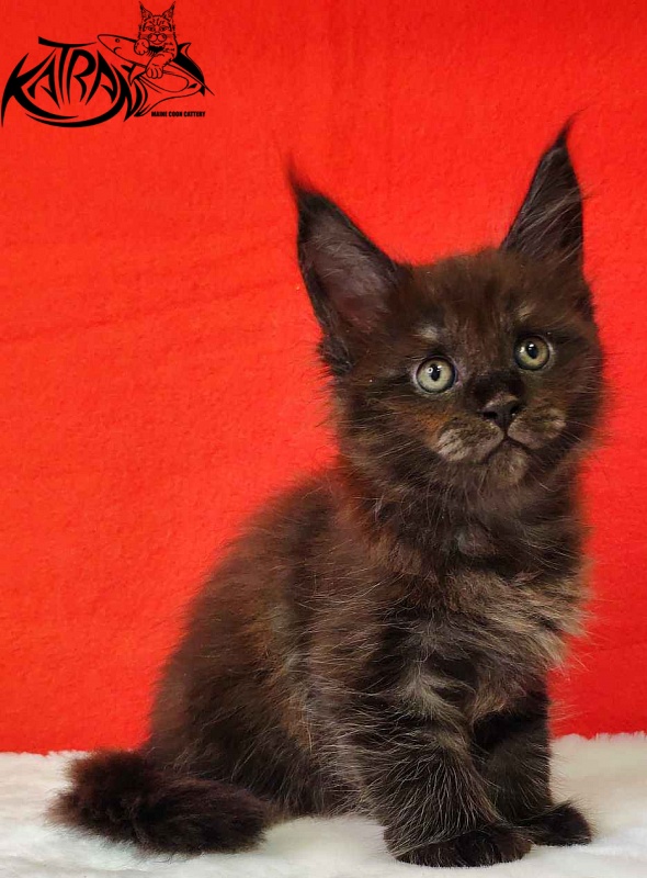 Katran Jackie - Кошеня мейн-кун 1 місяць 3 тижні