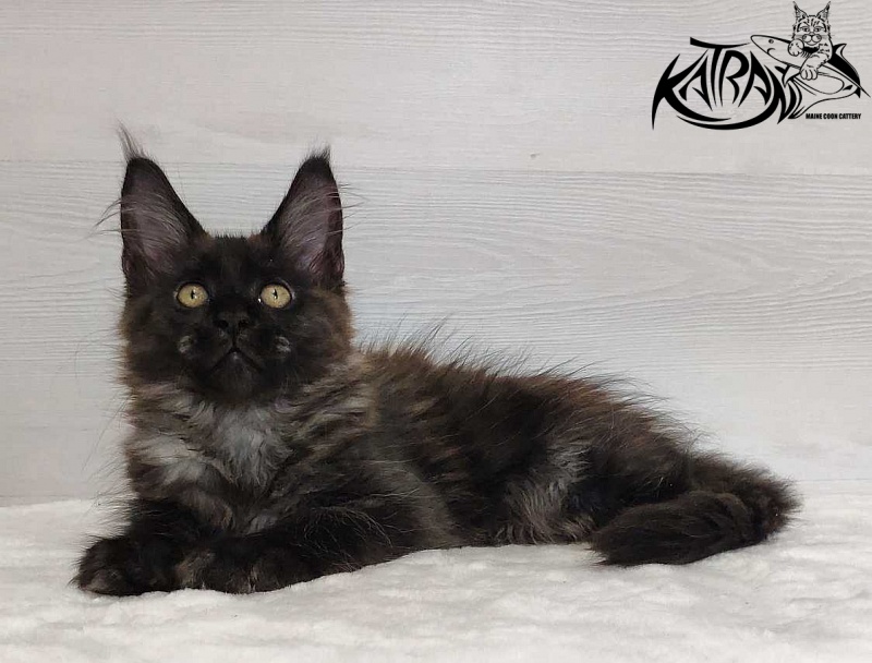 Katran Jackie - Кошеня мейн-кун 3 місяця