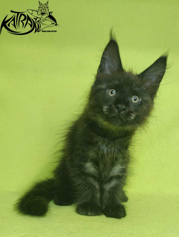 Katran Jackie - Кошеня мейн-кун 2 місяця 2 тижні