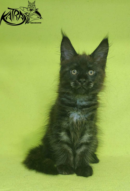 Katran Jackie - Кошеня мейн-кун 2 місяця 2 тижні