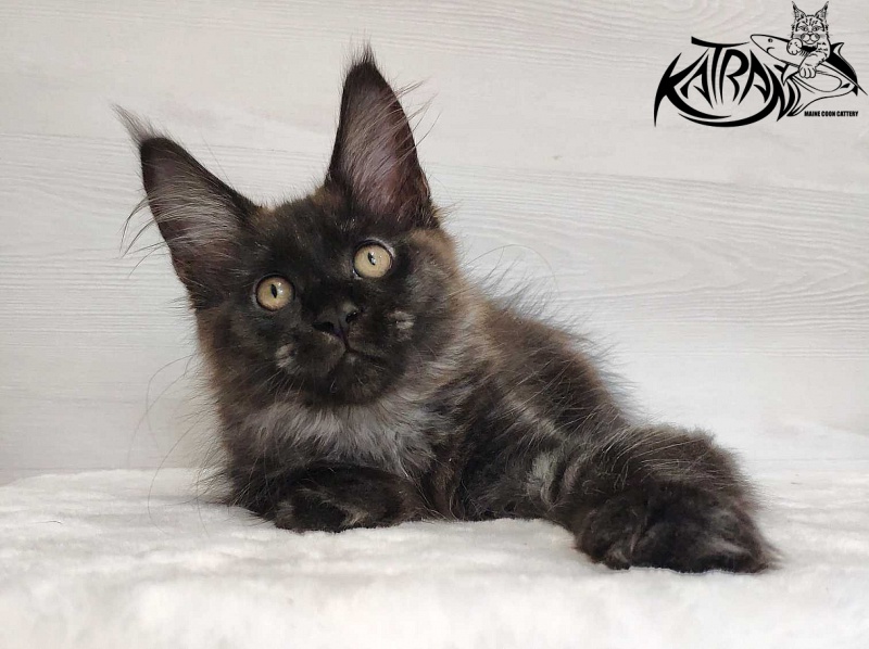 Katran Jackie - Кошеня мейн-кун 3 місяця