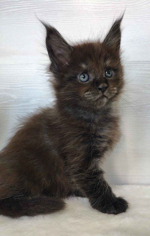 Katran Jackie - Кошеня мейн-кун 1 місяць