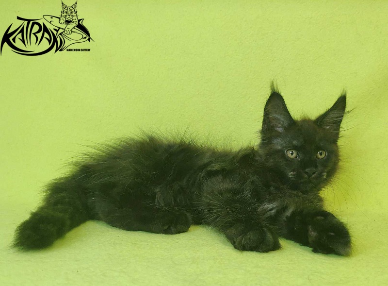 Katran Jackie - Кошеня мейн-кун 2 місяця 2 тижні