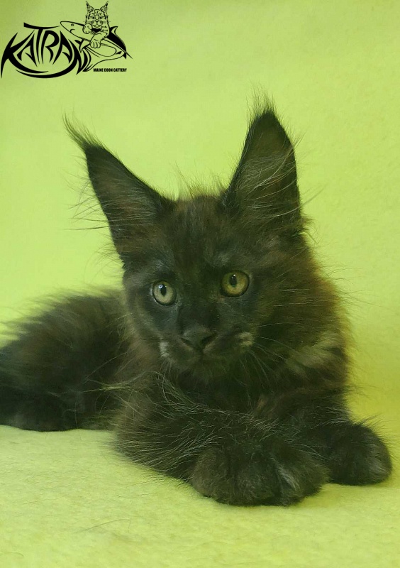 Katran Jackie - Кошеня мейн-кун 2 місяця 2 тижні